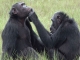 Schimpansen als Heiler: Affen behandeln Wunden mit Insekten