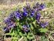 Lungenkraut (Pulmonaria officinalis) – Eine Heilpflanze der Klosterheilkunde