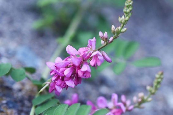 Indigo Naturalis (青黛 Qing dai): Das blaue Wundermittel aus dem traditionellen chinesischen Kräutergarten