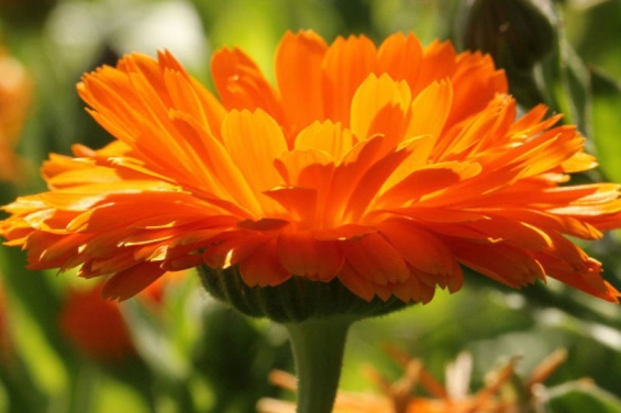 Die Ringelblume in der Klosterheilkunde