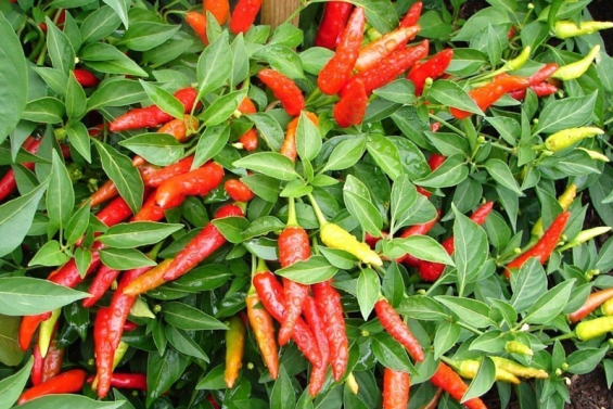 Cayenne-Pfeffer und Capsaicin: Vielseitige Gesundheitsvorteile