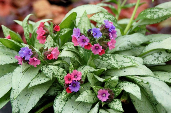 Lungenkraut (Pulmonaria officinalis) – Eine Heilpflanze der Klosterheilkunde