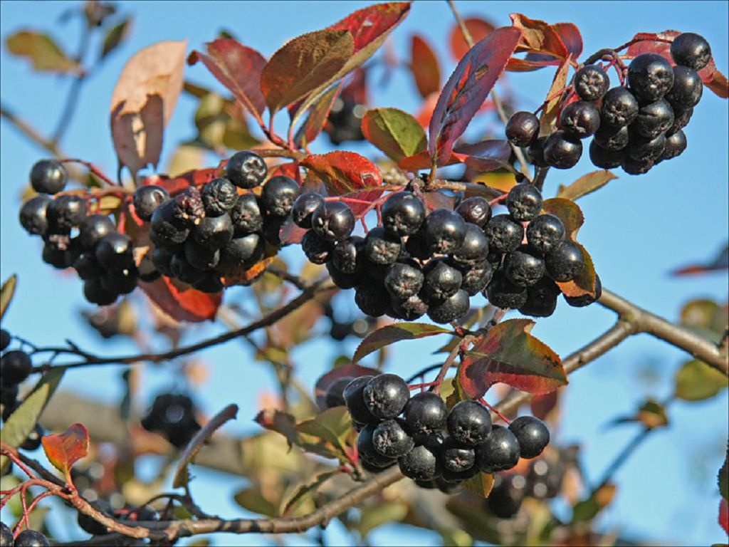 Aronia