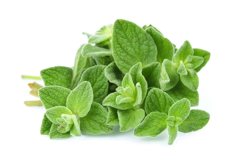 Oregano